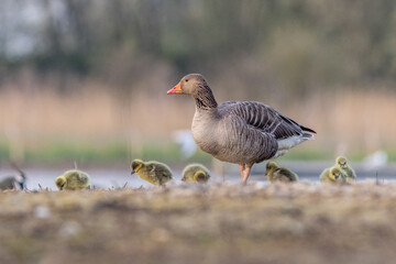 Greylag goose Family