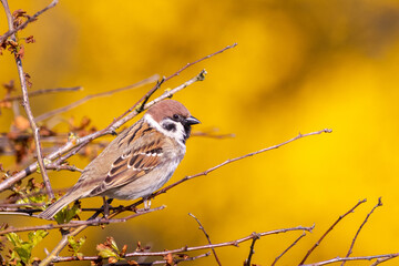 Tree sparrow (Passer montanus)