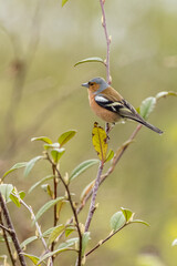 Chaffinch (Fringilla coelebs)