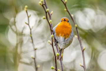 European robin (Erithacus rubecula)