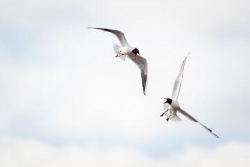 Black-headed gull (Chroicocephalus ridibundus)