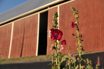 Red Hollyhocks Growing in front of Red Barn at Sunset