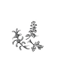 illustration of herbs
