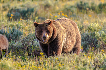 Fototapeta premium Grizzley Bear 