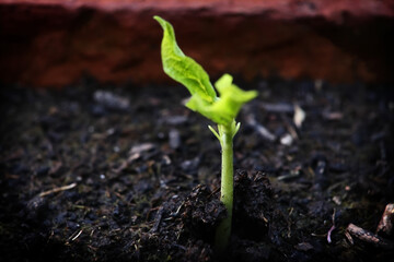 Propagation of runner bean plant seedling close up