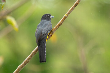 The gartered trogon (Trogon caligatus), also known as the northern violaceous trogon, is a near passerine bird in the family Trogonidae