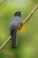 The gartered trogon (Trogon caligatus), also known as the northern violaceous trogon, is a near passerine bird in the family Trogonidae