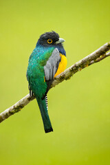 The gartered trogon (Trogon caligatus), also known as the northern violaceous trogon, is a near passerine bird in the family Trogonidae