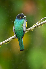 The gartered trogon (Trogon caligatus), also known as the northern violaceous trogon, is a near passerine bird in the family Trogonidae