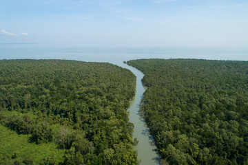 Amazing abundant mangrove forest Aerial view of forest trees Rainforest ecosystem and healthy environment background Texture of green trees forest top down High angle view