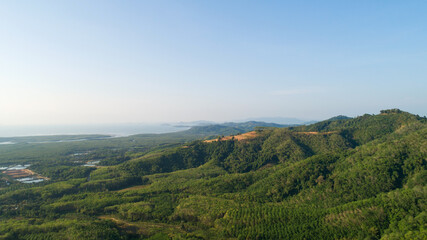 Fototapeta premium Row of palm tree plantation garden and rubber trees plantation on high mountain in phang nga thailand Aerial view drone shot