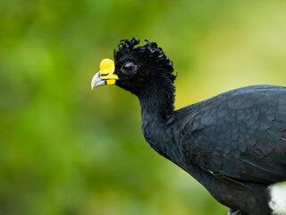 The great curassow (Crax rubra) is a large, pheasant-like bird from the Neotropical rainforests, its range extending from eastern Mexico, through Central America to western Colombia 