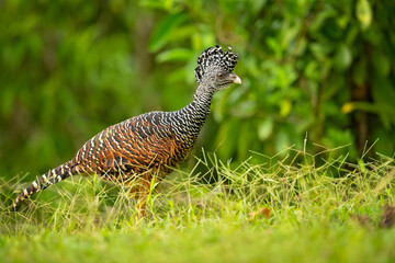The great curassow (Crax rubra) is a large, pheasant-like bird from the Neotropical rainforests, its range extending from eastern Mexico, through Central America to western Colombia 