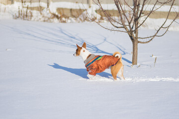 Heat-loving dog basenji standing lonely in snow covered garden