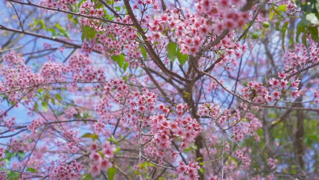 Sakura cherry flowers blossom trees of Phu Lom Lo national park, Phu Hin Rong Kla National Park, Thailand. Natural landscape background. Pink color in spring season.