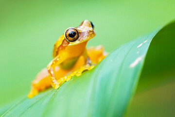 Dendropsophus ebraccatus, also known as the hourglass treefrog or pantless treefrog