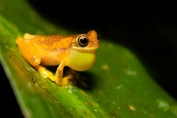 Dendropsophus ebraccatus, also known as the hourglass treefrog or pantless treefrog