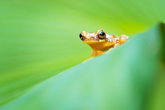 Dendropsophus ebraccatus, also known as the hourglass treefrog or pantless treefrog
