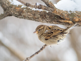 Sparrow sits on a branch without leaves.