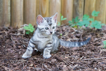 Sitzendes silbernes Bengal Kätzchen