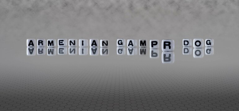 armenian gampr dog word or concept represented by black and white letter cubes on a grey horizon background stretching to infinity