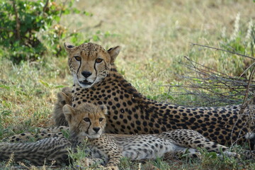 Fototapeta na wymiar Geparden, Samburu National Reserve Kenia