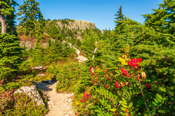 majestic mountains with forest foreground in Vancouver, Canada, North America.