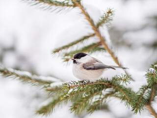 Naklejka premium Cute bird the willow tit, song bird sitting on the fir branch with snow in winter