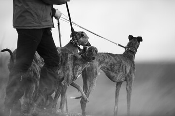 Greyhounds ready to hunt - 491678960
