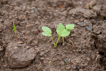 closeup the small ripe green cabbage plant seedlings and soil heap in the farm over out of focus brown background.