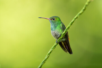 The rufous-tailed hummingbird (Amazilia tzacatl) is a medium-sized hummingbird in the 