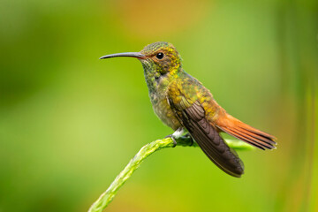 Fototapeta na wymiar The rufous-tailed hummingbird (Amazilia tzacatl) is a medium-sized hummingbird in the 