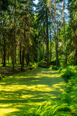 Fototapeta premium The view of the creek covered with duckweed (lemna plant) in Repino, Saint Petersburg, Russia