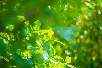 Plant green leaf in garden with bokeh background