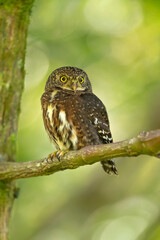 The Costa Rican pygmy owl (Glaucidium costaricanum) is a small "typical owl" in subfamily Surniinae. It is found in Costa Rica and Panama