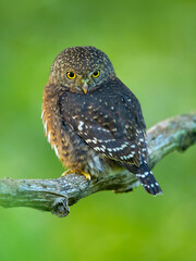 The Costa Rican pygmy owl (Glaucidium costaricanum) is a small "typical owl" in subfamily Surniinae. It is found in Costa Rica and Panama