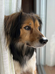 dog looking out the window watching the street