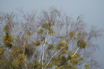 viele Misteln an einer Birke