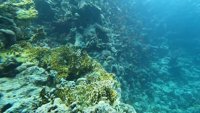 Reef diving on Ramadan Island Hurghada