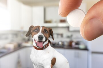 A dog and person give pill to improve life, healthy capsule