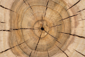 Circular rings found on a walnut tree cross-section. Annual growth rings that determine the age of...