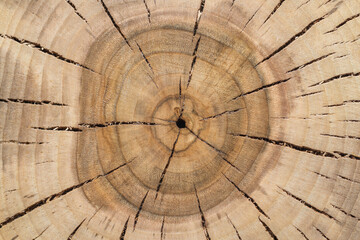 Concentric annual growth rings of walnut tree slice. Cracked and lacquered piece of the wood...