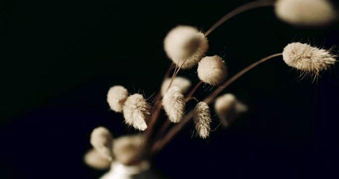 Dried bunny tail grass details on black background. Lagurus Ovatus, bunny tail grass, Hare's tail. Closeup of aesthetic dried grass in vase. Slow movement, 4K resolution.	