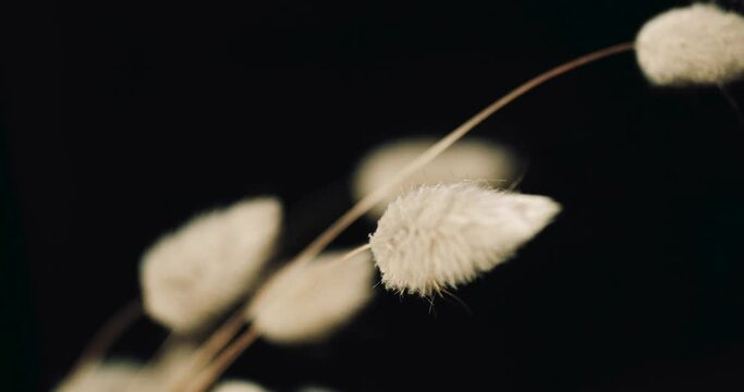 Dried bunny tail grass details on black background. 
Lagurus Ovatus, bunny tail grass, Hare's tail.  Closeup of aesthetic dried grass in vase. Slow movement, 4K resolution.