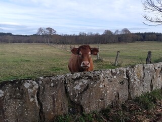Buey en una finca en Galicia