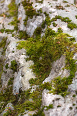 Green moss is on the surface of natural stones in a blurred focus. A vertical image.