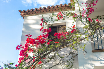 Fototapeta na wymiar A branch of flowering bougainvillea against the background of a residential building with window and balcony in a Mediterranean city.