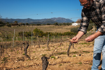 Farmer pruning the vine in winter. Agriculture.