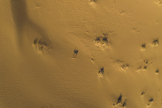 Aerial view of camels in the middle fo the desert among sand dunes, Dubai, United Arab, Emirates.
