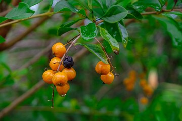 Small orange balls with rain dew